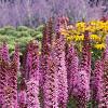 Liatris spicata 'Kobold', habit