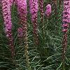 Liatris spicata 'Kobold', habit