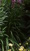 Liatris spicata 'Kobold', habit