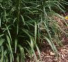 Liatris spicata 'Kobold', habit