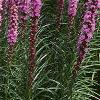 Liatris spicata 'Kobold', habit