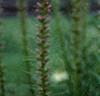 Liatris spicata 'Kobold', flowers