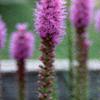 Liatris spicata 'Kobold', flowers