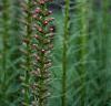 Liatris spicata 'Kobold', flowers