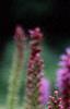 Liatris spicata 'Kobold', flowers