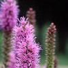 Liatris spicata 'Kobold', flowers