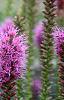 Liatris spicata 'Kobold', flowers