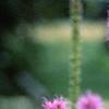 Liatris spicata 'Kobold', flowers