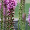 Liatris spicata 'Kobold', flowers