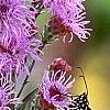 Liatris spicata 'Kobold', culture