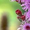 Liatris spicata 'Kobold', culture