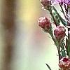 Liatris spicata 'Kobold', culture