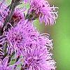 Liatris spicata 'Kobold', culture