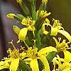Ligularia 'Little Rocket', flowers