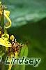 Ligularia 'Little Rocket', flowers