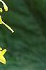 Ligularia 'Little Rocket', flowers