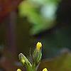 Ligularia 'Little Rocket', flowers