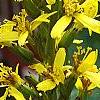 Ligularia 'Little Rocket', flowers