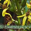 Ligularia 'Little Rocket', flowers