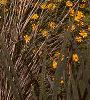 Melampodium paludosum, habit
