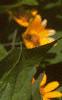 Melampodium paludosum, flowers