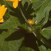 Melampodium paludosum, flowers