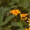 Melampodium paludosum, flowers