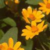 Melampodium paludosum, flowers