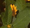 Melampodium paludosum, flowers