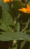 Melampodium paludosum, flowers