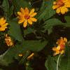 Melampodium paludosum, flowers