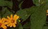 Melampodium paludosum, flowers