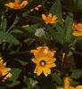 Melampodium paludosum, flowers