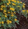 Melampodium paludosum 'Showstar', habit