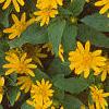 Melampodium paludosum 'Showstar', flowers