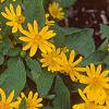 Melampodium paludosum 'Showstar', flowers