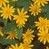Melampodium paludosum 'Showstar', flowers