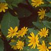 Melampodium paludosum 'Showstar', flowers