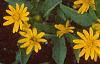 Melampodium paludosum 'Showstar', flowers