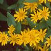 Melampodium paludosum 'Showstar', flowers