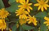 Melampodium paludosum 'Showstar', flowers