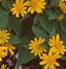 Melampodium paludosum 'Showstar', flowers
