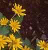Melampodium paludosum 'Showstar', flowers