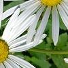 Nipponanthemum nipponicum, flowers