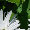 Nipponanthemum nipponicum, flowers