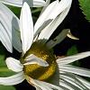 Nipponanthemum nipponicum, flowers