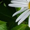 Nipponanthemum nipponicum, flowers