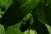Nipponanthemum nipponicum, flowers