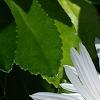 Nipponanthemum nipponicum, flowers