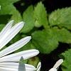 Nipponanthemum nipponicum, flowers
